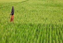 Le FAD accorde un don de 11,5 millions de dollars pour augmenter la production de riz grâce à l’irrigation et à la maîtrise totale de l’eau au Tchad