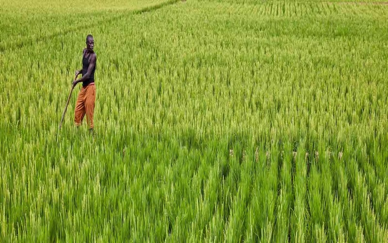 Le FAD accorde un don de 11,5 millions de dollars pour augmenter la production de riz grâce à l’irrigation et à la maîtrise totale de l’eau au Tchad