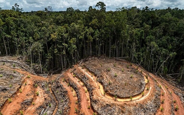 Le Gabon déploie son « garde forestier virtuel » avec Forest Foresight pour lutter contre la déforestation illégale et le changement climatique