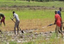 Le Sénégal se prépare à accueillir l’AFS 2025 : Un tournant pour la souveraineté alimentaire et l’innovation agricole en Afrique