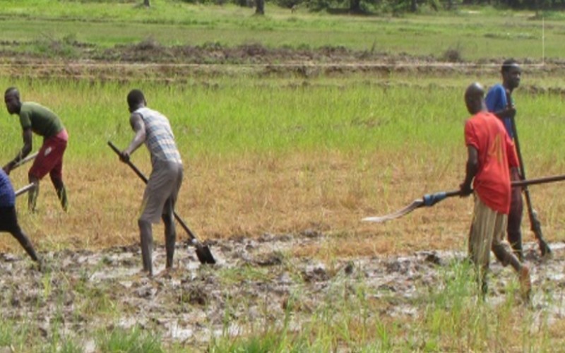 Le Sénégal se prépare à accueillir l’AFS 2025 : Un tournant pour la souveraineté alimentaire et l’innovation agricole en Afrique