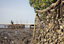 Le potentiel ostréicole de Sédhiou et Ziguinchor : Une révolution pour les femmes grâce à la modernisation de la filière coquillage au Sénégal