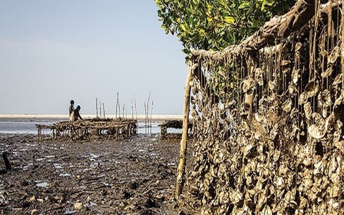Le potentiel ostréicole de Sédhiou et Ziguinchor Une révolution pour les femmes grâce à la modernisation de la filière coquilla