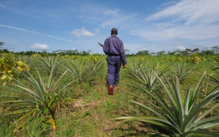L’impact de l’abandon des terres agricoles sur la biodiversité dans le bassin du Congo : Un défi crucial pour la conservation
