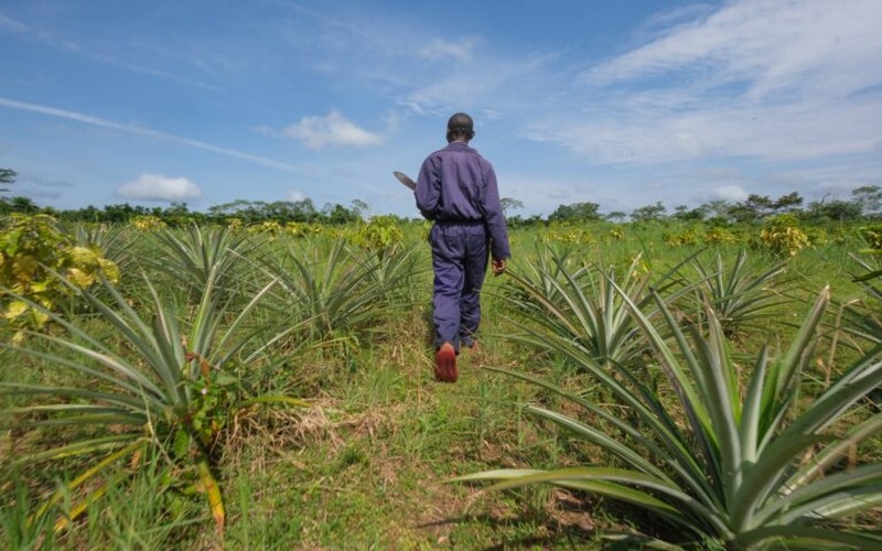 L’impact de l’abandon des terres agricoles sur la biodiversité dans le bassin du Congo : Un défi crucial pour la conservation