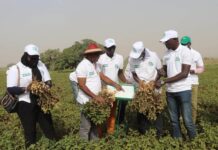 Modernisation du centre de recherche agricole de Séfa : Un tournant pour la souveraineté alimentaire du Sénégal
