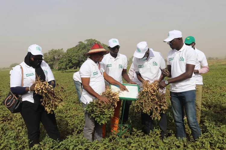 Modernisation du centre de recherche agricole de Séfa : Un tournant pour la souveraineté alimentaire du Sénégal