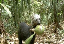 Quelles sont les conséquences de la déforestation et de la dégradation des forêts tropicales sur les écosystèmes ?
