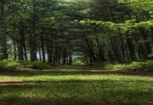 RDC – Kinshasa : Sensibilisation sur l’importance des arbres et des services écosystémiques pour un avenir durable