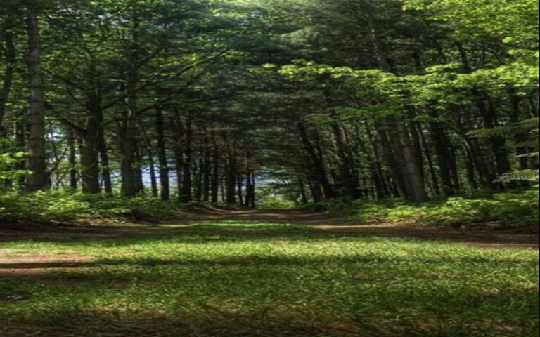 RDC – Kinshasa : Sensibilisation sur l&rsquo;importance des arbres et des services écosystémiques pour un avenir durable