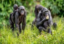 RDC : Le Parc National de la Salonga, sanctuaire crucial pour la conservation des bonobos en danger (8 000 à 18 000 individus)