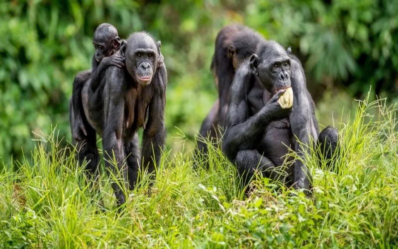 RDC : Le Parc National de la Salonga, sanctuaire crucial pour la conservation des bonobos en danger (8 000 à 18 000 individus)