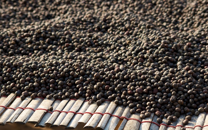 Règlementation de l’UE sur la déforestation : Impacts et défis pour les producteurs de cacao d’Afrique et du monde