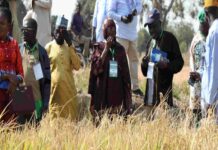 Renforcer la riziculture en Afrique de l’Ouest : Échanges clés sur l’irrigation et la mécanisation