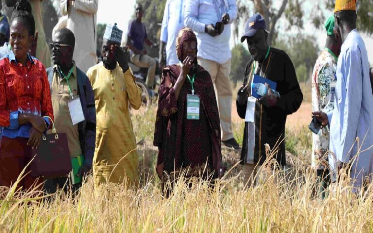 Renforcer la riziculture en Afrique de l’Ouest : Échanges clés sur l’irrigation et la mécanisation