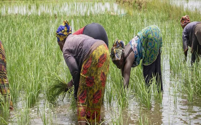 Sénégal : La BAD investit 55,33 millions d’euros pour stimuler la production agricole, créer des emplois et améliorer les revenus dans 9 régions