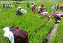 Sénégal : La SAED double la surface de riziculture à 4 000 hectares pour la nouvelle campagne de contre-saison à Matam