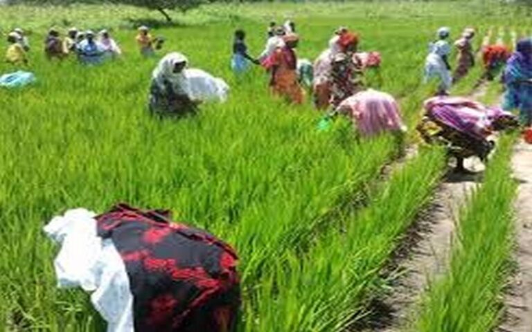 Sénégal : La SAED double la surface de riziculture à 4 000 hectares pour la nouvelle campagne de contre-saison à Matam