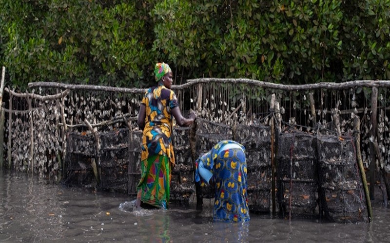 Sénégal : Le projet FAO-ANA révolutionne l’ostréiculture locale de Thiobon avec l’amélioration des normes sanitaires