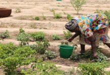 Sénégal : Plus de 1 200 producteurs soutenus à Tambacounda par le projet FAR pour un avenir agricole résilient et durable