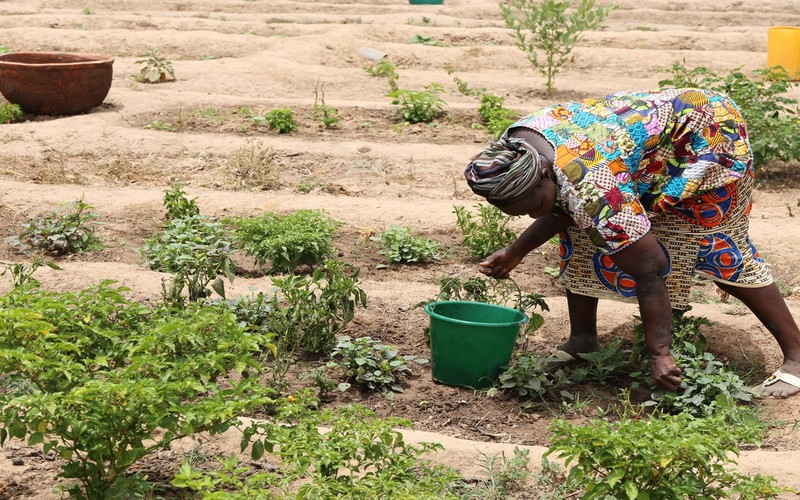 Sénégal : Plus de 1 200 producteurs soutenus à Tambacounda par le projet FAR pour un avenir agricole résilient et durable
