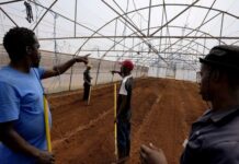 Voiceout Deaf, un projet agricole inclusif pour les personnes sourdes qui transforme l’accès à l’emploi en Afrique du Sud