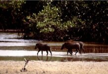 Aires protégées en Afrique : Comment assurer leur gestion et préserver la biodiversité face aux menaces environnementales