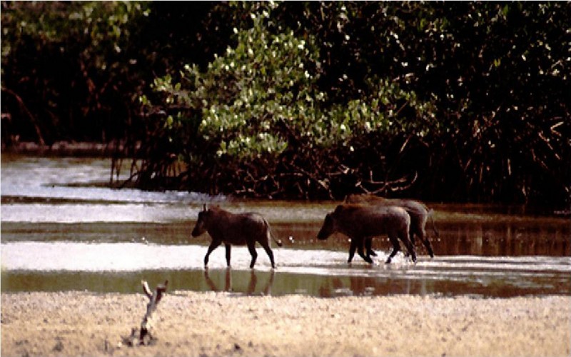 Aires protégées en Afrique : Comment assurer leur gestion et préserver la biodiversité face aux menaces environnementales