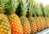 « Au Bénin, la filière ananas est dominée par les importateurs, ce qui n’est pas normal » (Edouard Choubiyi, AEAB)