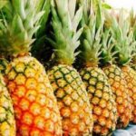 « Au Bénin, la filière ananas est dominée par les importateurs, ce qui n&rsquo;est pas normal » (Edouard Choubiyi, AEAB)