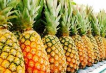 « Au Bénin, la filière ananas est dominée par les importateurs, ce qui n’est pas normal » (Edouard Choubiyi, AEAB)