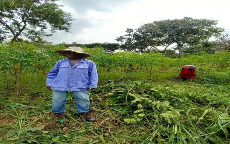 Bouar, la capitale du haricot en Centrafrique : Un pilier de l’agriculture et de l’économie locale