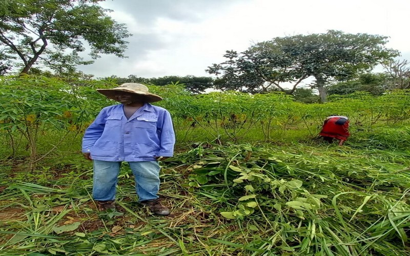 Bouar, la capitale du haricot en Centrafrique : Un pilier de l’agriculture et de l’économie locale