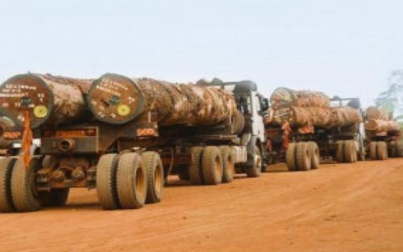 Cameroun : Exonération de 20% pour l’exportation des produits certifiés « zéro déforestation » (bois, hévéa, cacao)