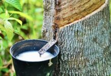 Caoutchouc naturel : Une matière première en forte croissance en 2024, portée par la demande automobile et les contraintes climatiques