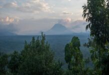 Cogestion des aires protégées par les ONG et les États en Afrique : une réussite pour réduire la déforestation