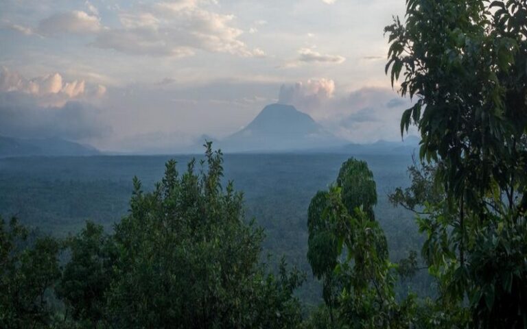 Cogestion des aires protégées par les ONG et les États en Afrique : une réussite pour réduire la déforestation