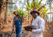 Comment les gouvernements africains soutiennent-ils l’agriculture ? Bilan et perspectives pour le sommet de l’Union africaine