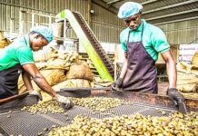 Côte d’Ivoire : Accélération de la transformation de l’anacarde pour capturer plus de valeur ajoutée d’ici à 2030