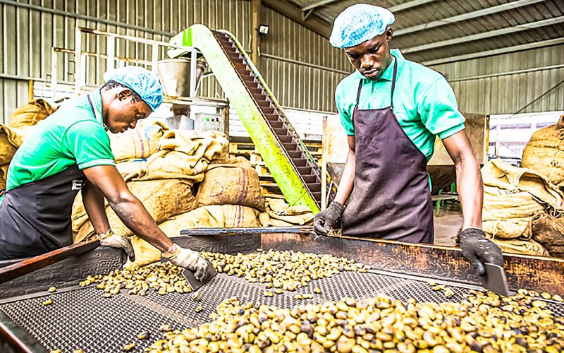 Côte d’Ivoire : Accélération de la transformation de l’anacarde pour capturer plus de valeur ajoutée d’ici à 2030