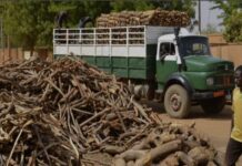 Coupe abusive du bois à Filingué : Une menace croissante pour l’écosystème et le climat au Niger