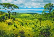 Découverte de plus de 200 espèces endémiques : Le secret écologique menacé de l’Afrique australe entre le Mozambique et le Malawi