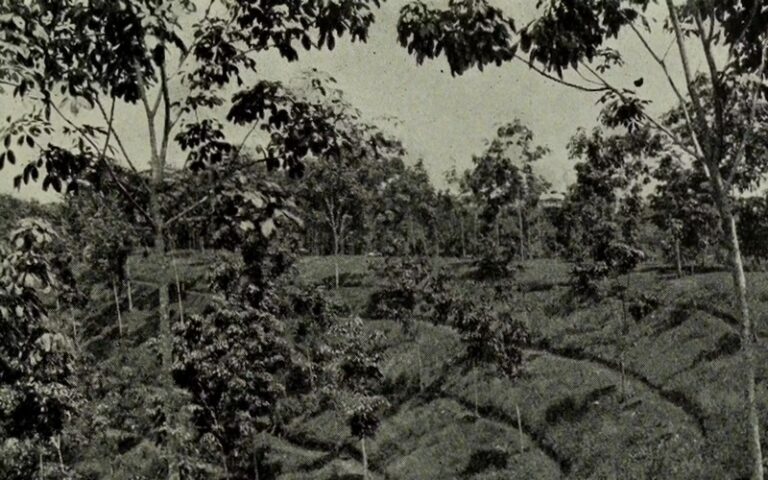 Déforestation et héritage colonial : L’impact historique de l’exploitation des ressources naturelles et des pratiques de gestion au Sud Global
