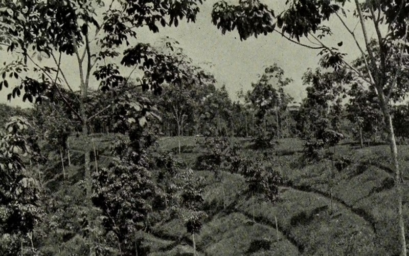 Déforestation et héritage colonial : L’impact historique de l’exploitation des ressources naturelles et des pratiques de gestion au Sud Global