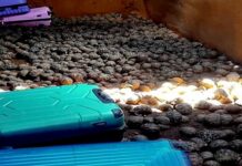 Démantèlement d’un vaste réseau de trafic de tortues radiata à Madagascar : 2 700 tortues saisies et 19 arrestations