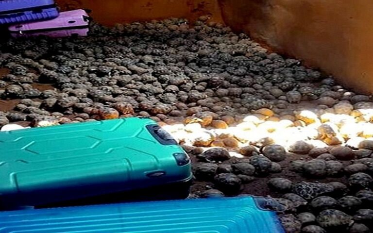 Démantèlement d&rsquo;un vaste réseau de trafic de tortues radiata à Madagascar : 2 700 tortues saisies et 19 arrestations