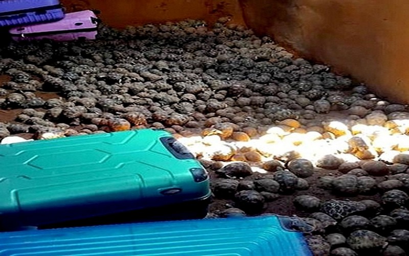 Démantèlement d’un vaste réseau de trafic de tortues radiata à Madagascar : 2 700 tortues saisies et 19 arrestations