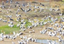 Dénombrement international des oiseaux d’eau 2025 : Un état des lieux crucial pour la préservation des zones humides au Sénégal
