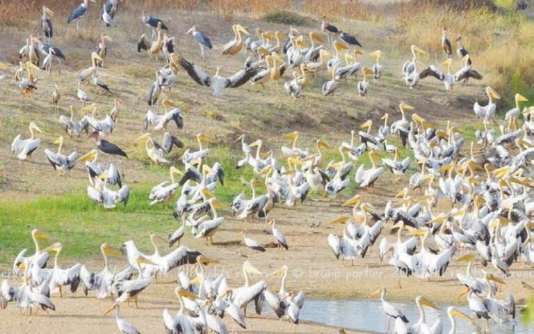 Dénombrement international des oiseaux d’eau 2025 : Un état des lieux crucial pour la préservation des zones humides au Sénégal