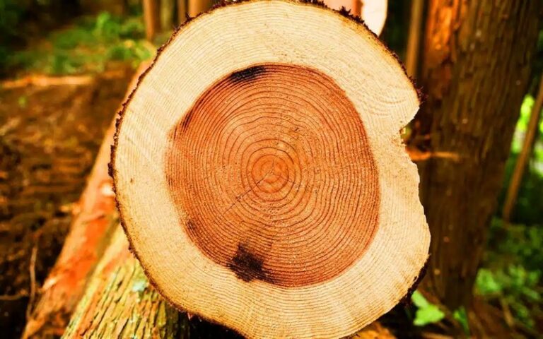 Du bois sans couper un arbre : Comment la culture de bois en laboratoire pourrait transformer la lutte contre la déforestation